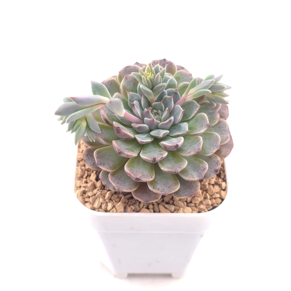 Echeveria 'Pinwheel' | 紙風車 thumbnail 2