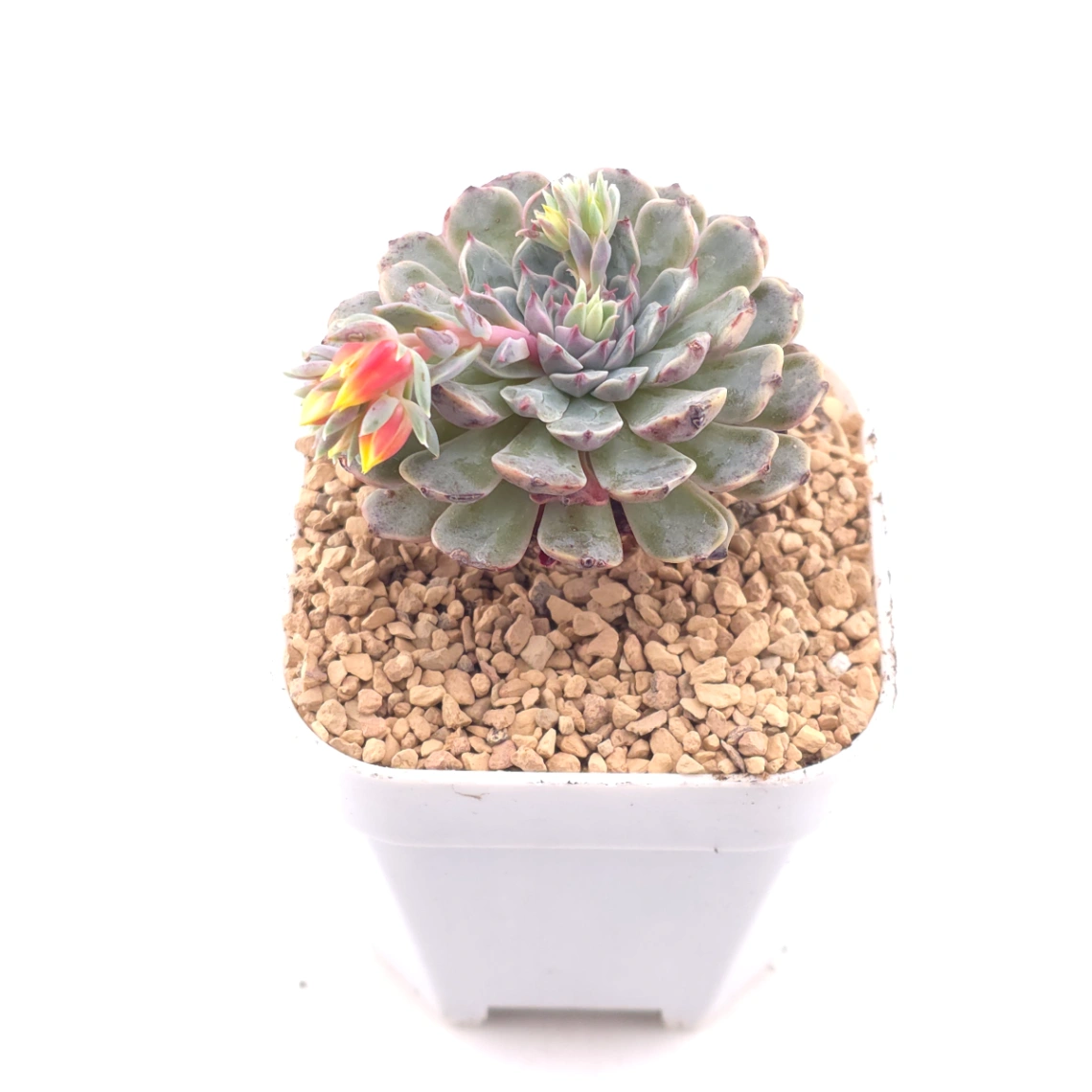 Echeveria 'Pinwheel' | 紙風車 thumbnail 2
