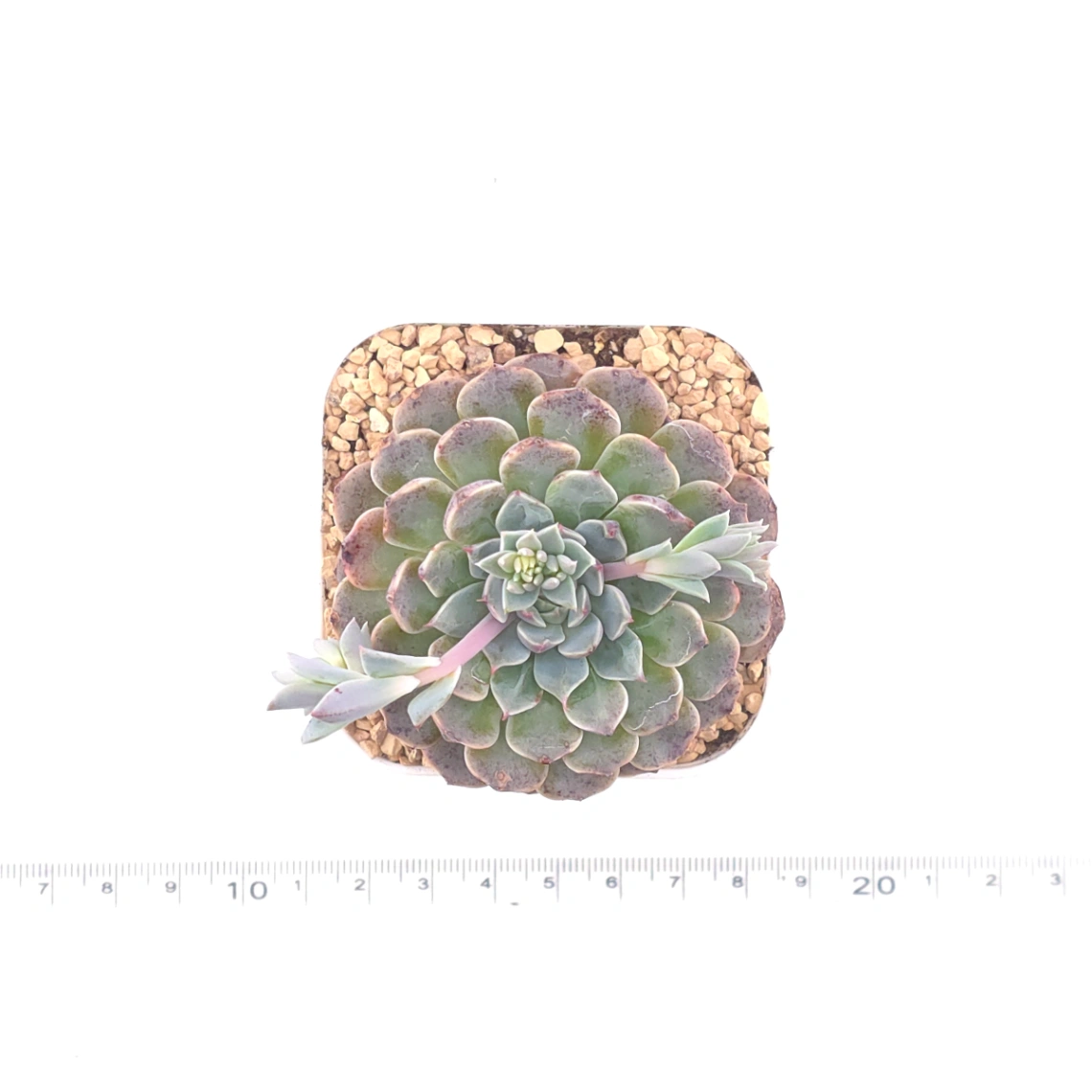 Echeveria 'Pinwheel' | 紙風車 thumbnail 4