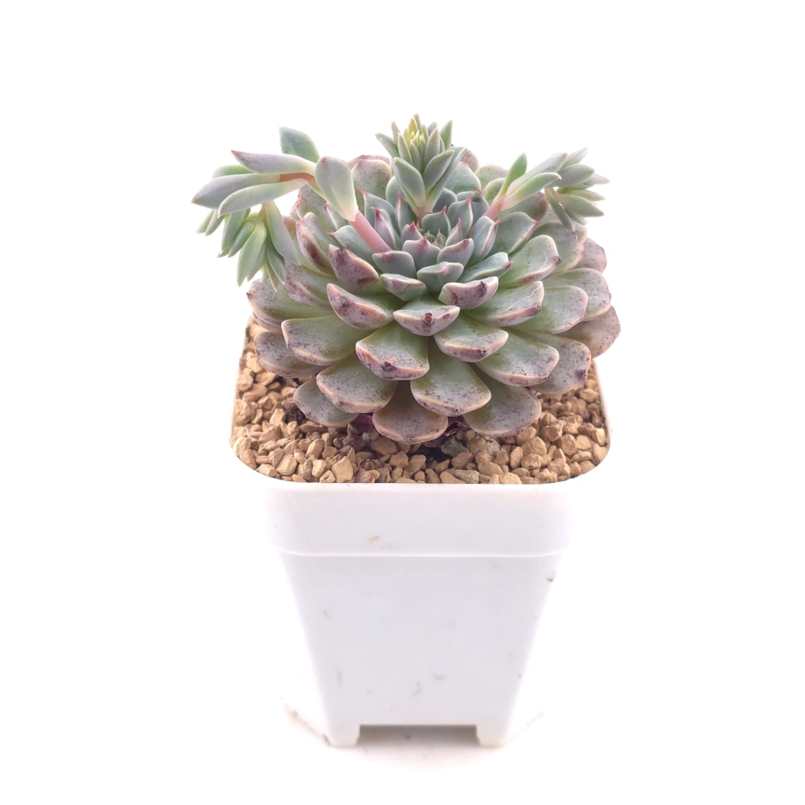 Echeveria 'Pinwheel' | 紙風車 thumbnail 3