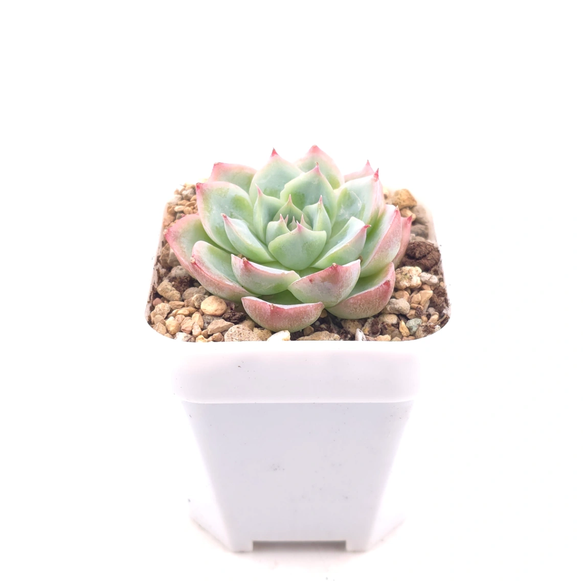 Echeveria 'Purple Dream' | 紫色夢境 thumbnail 3