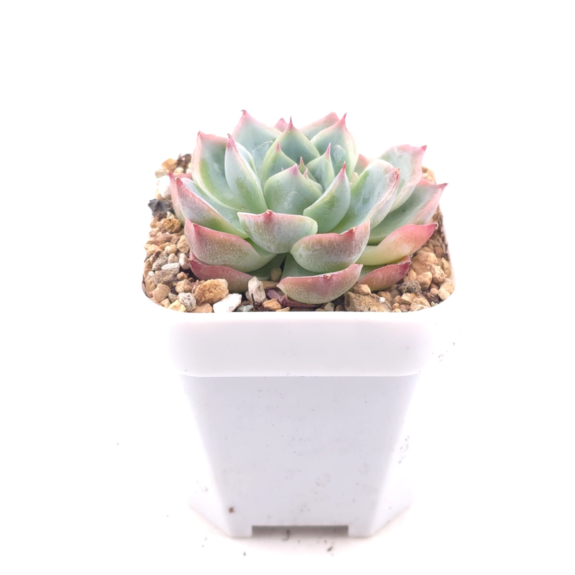 Echeveria 'Purple Dream' | 紫色夢境 thumbnail 3