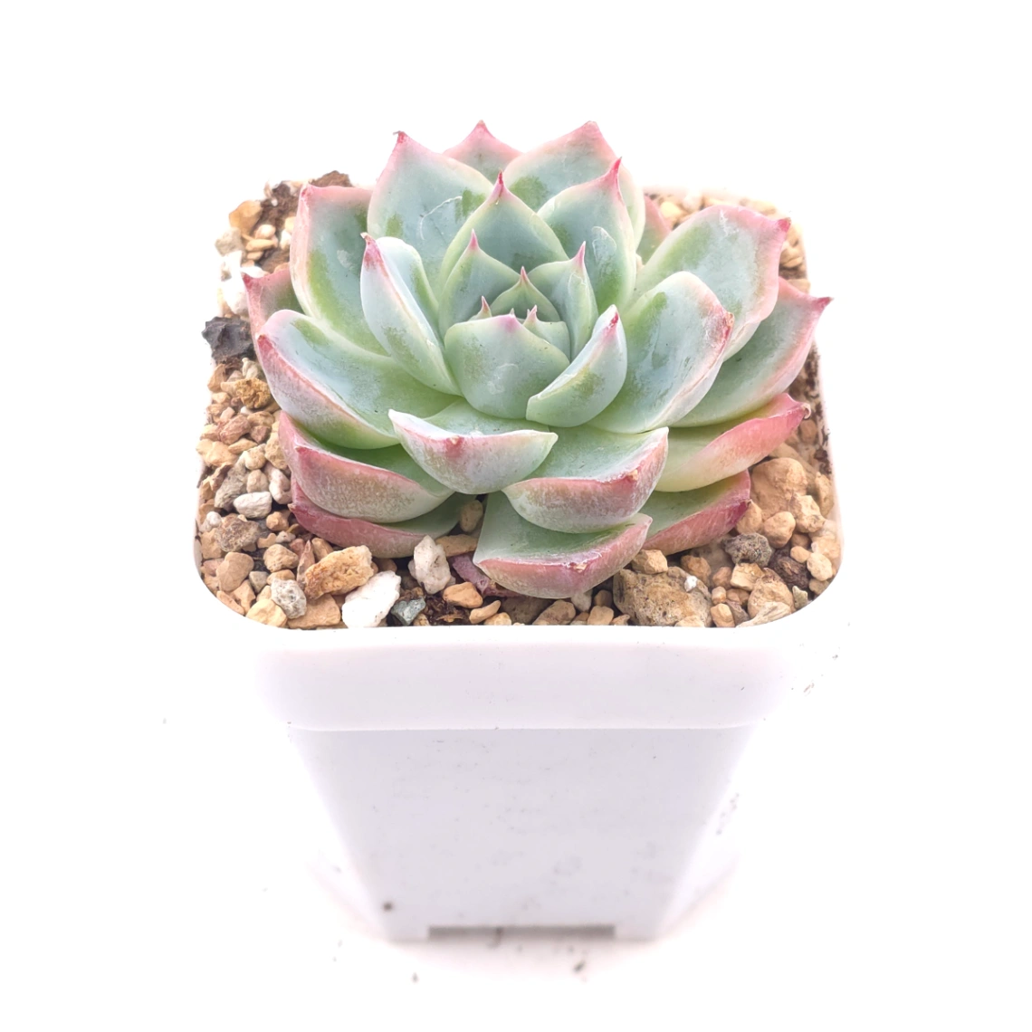 Echeveria 'Purple Dream' | 紫色夢境 thumbnail 2