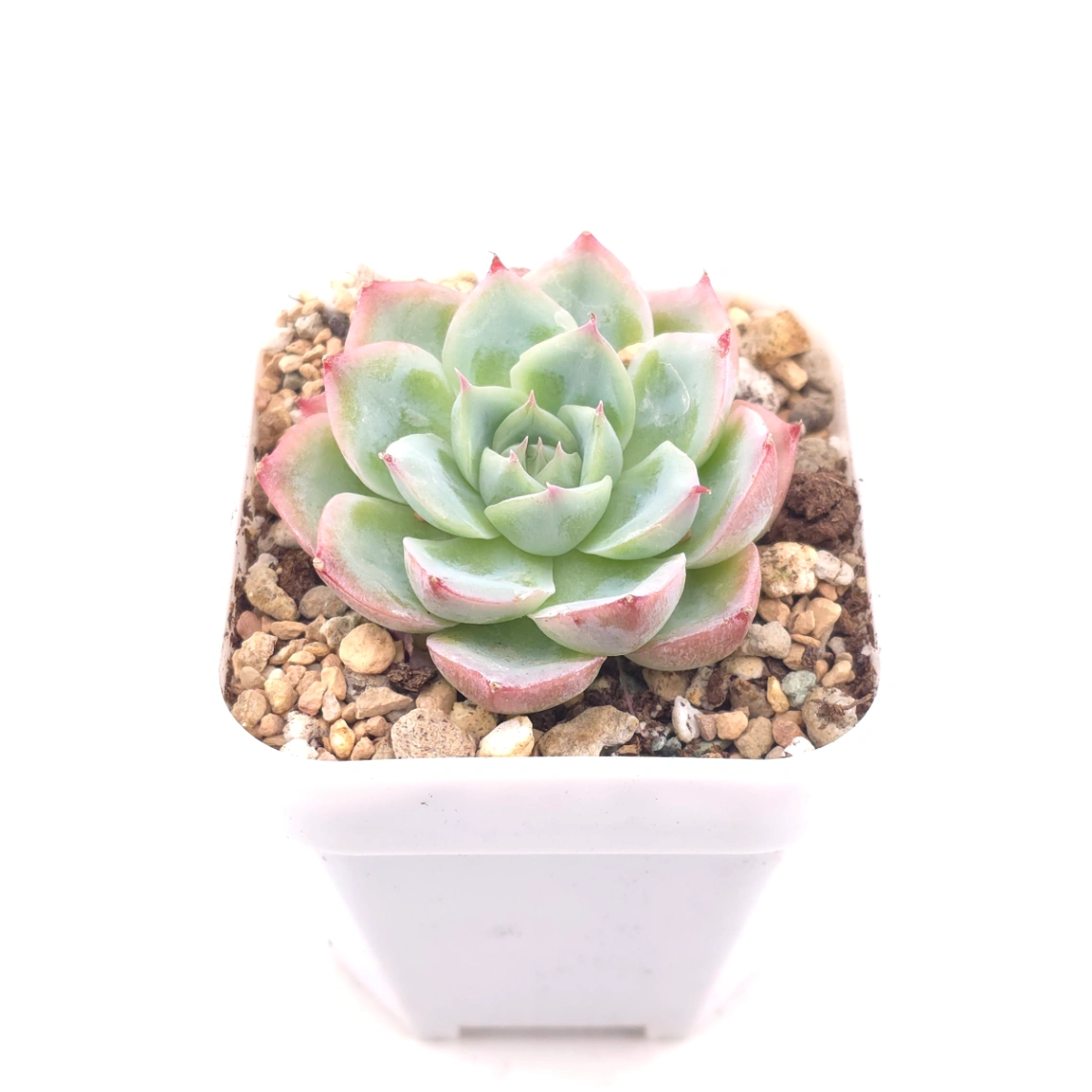 Echeveria 'Purple Dream' | 紫色夢境 thumbnail 2