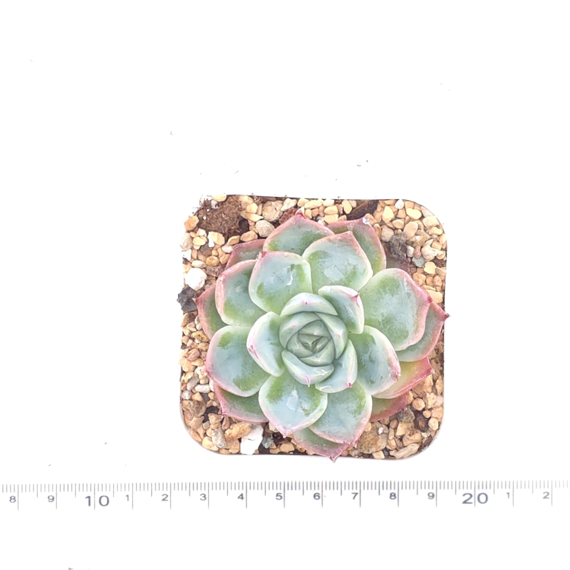 Echeveria 'Purple Dream' | 紫色夢境 thumbnail 4