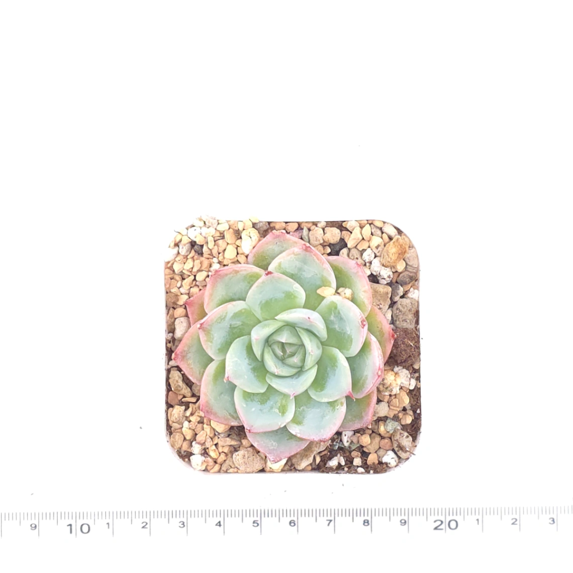 Echeveria 'Purple Dream' | 紫色夢境 thumbnail 4