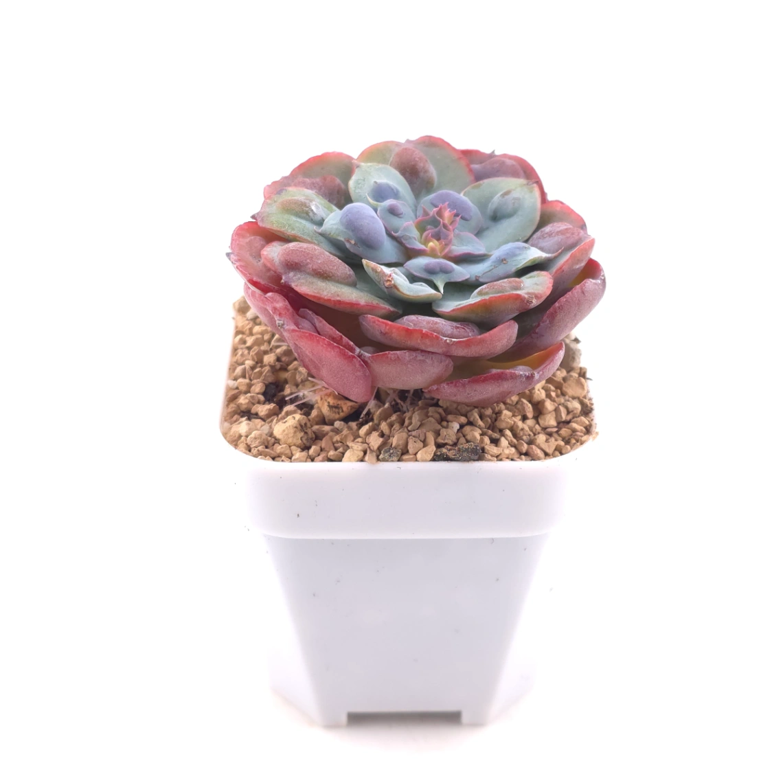 Echeveria 'Raindrop' | 雨滴 thumbnail 3