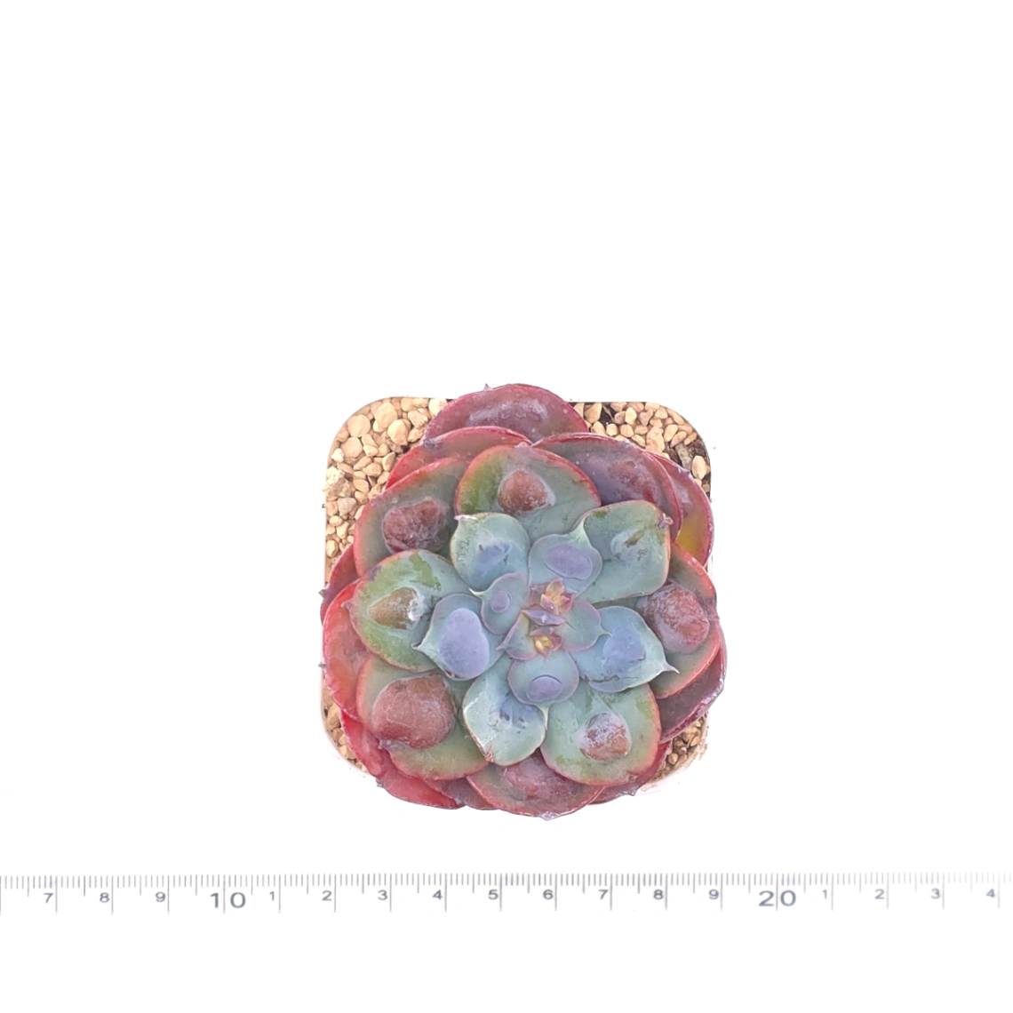 Echeveria 'Raindrop' | 雨滴 thumbnail 4
