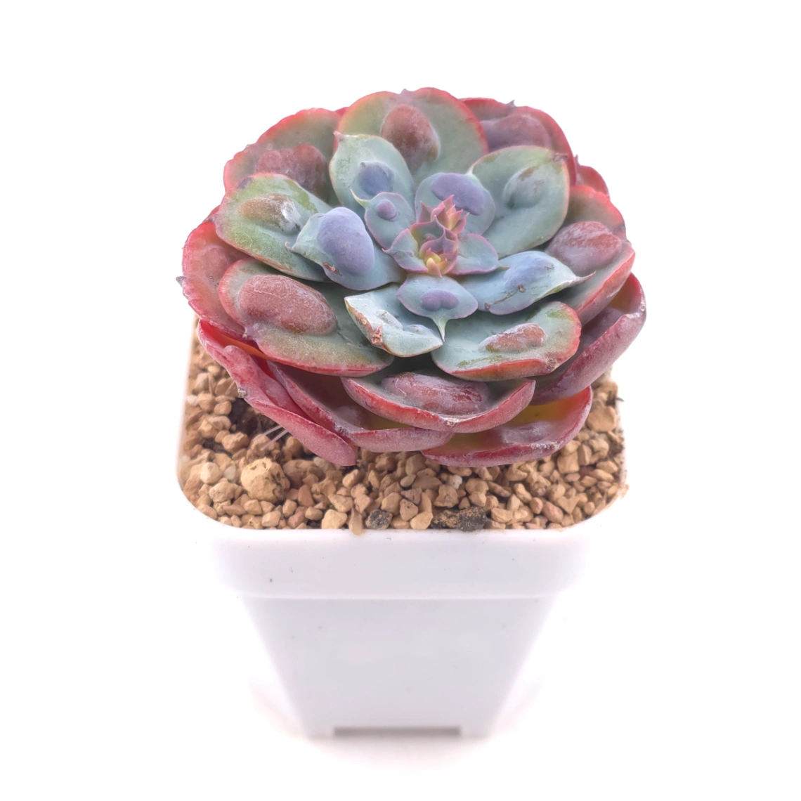 Echeveria 'Raindrop' | 雨滴 thumbnail 2
