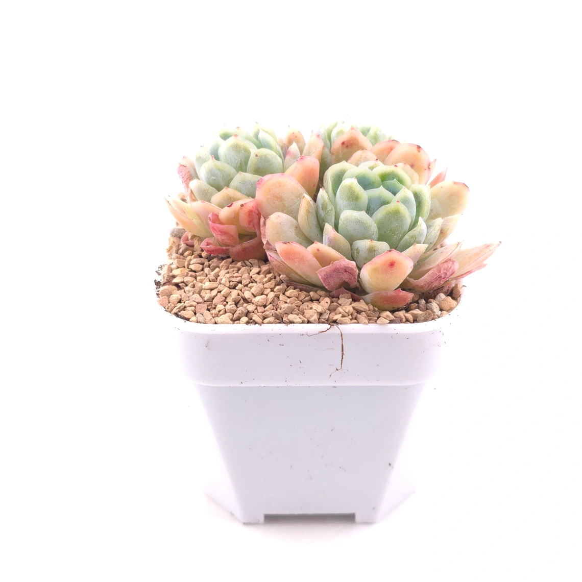 Echeveria 'Raspberry Ice' | 冰梅 thumbnail 3