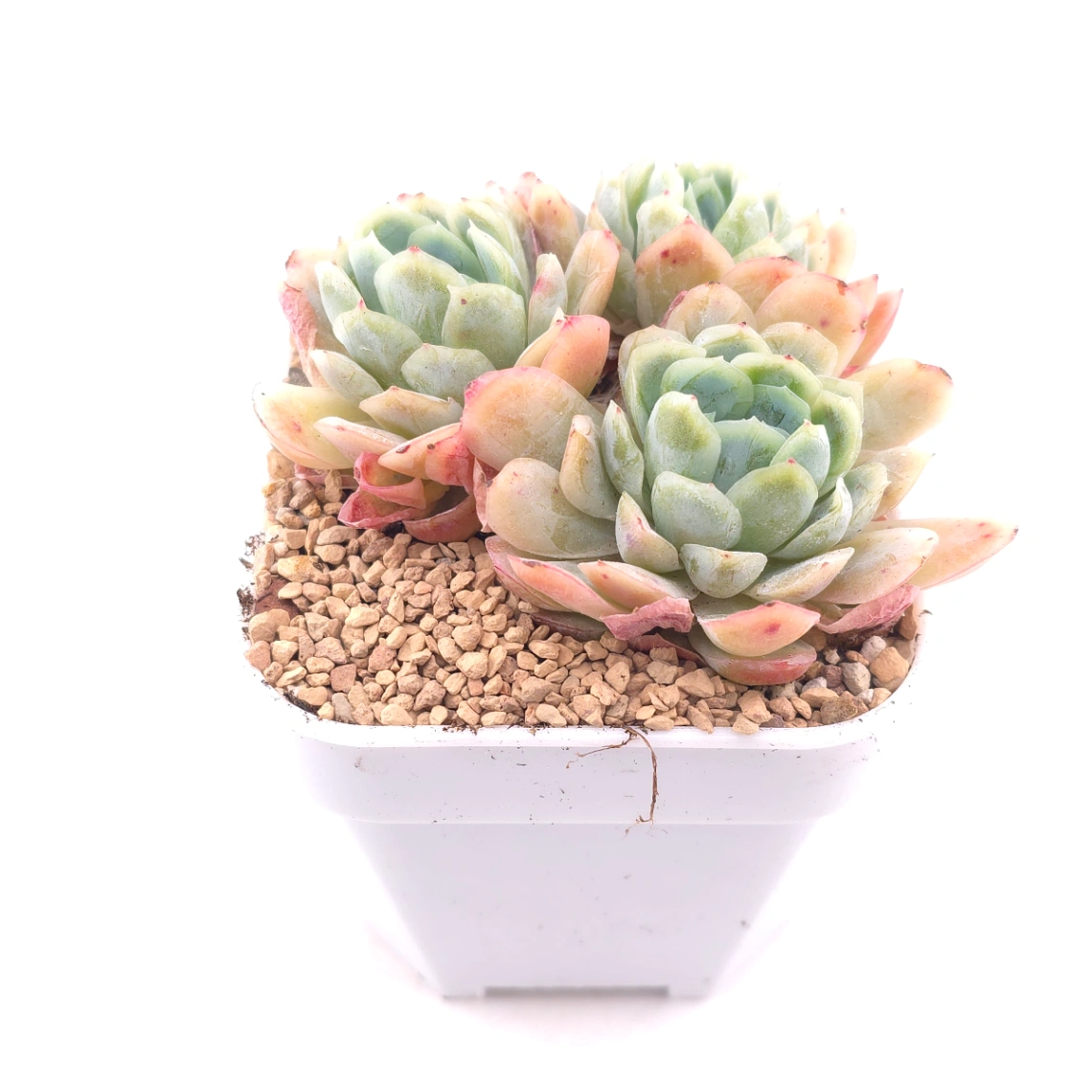 Echeveria 'Raspberry Ice' | 冰梅 thumbnail 2