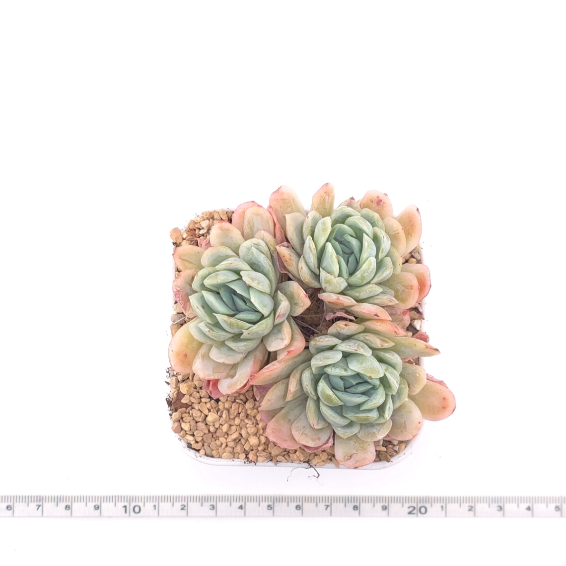 Echeveria 'Raspberry Ice' | 冰梅 thumbnail 4