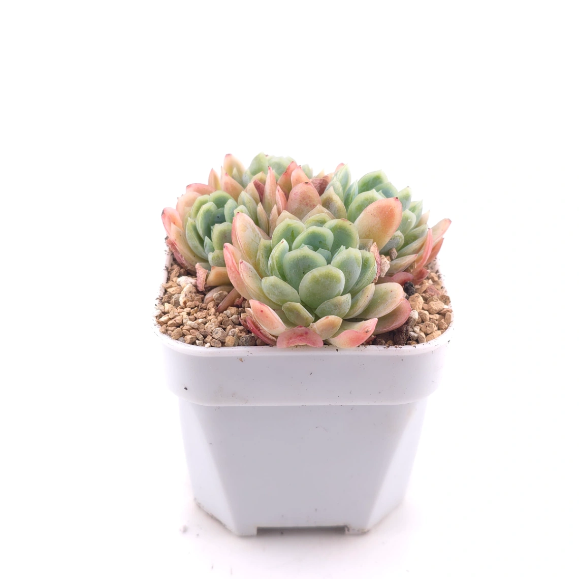 Echeveria 'Raspberry Ice' | 冰梅 thumbnail 3