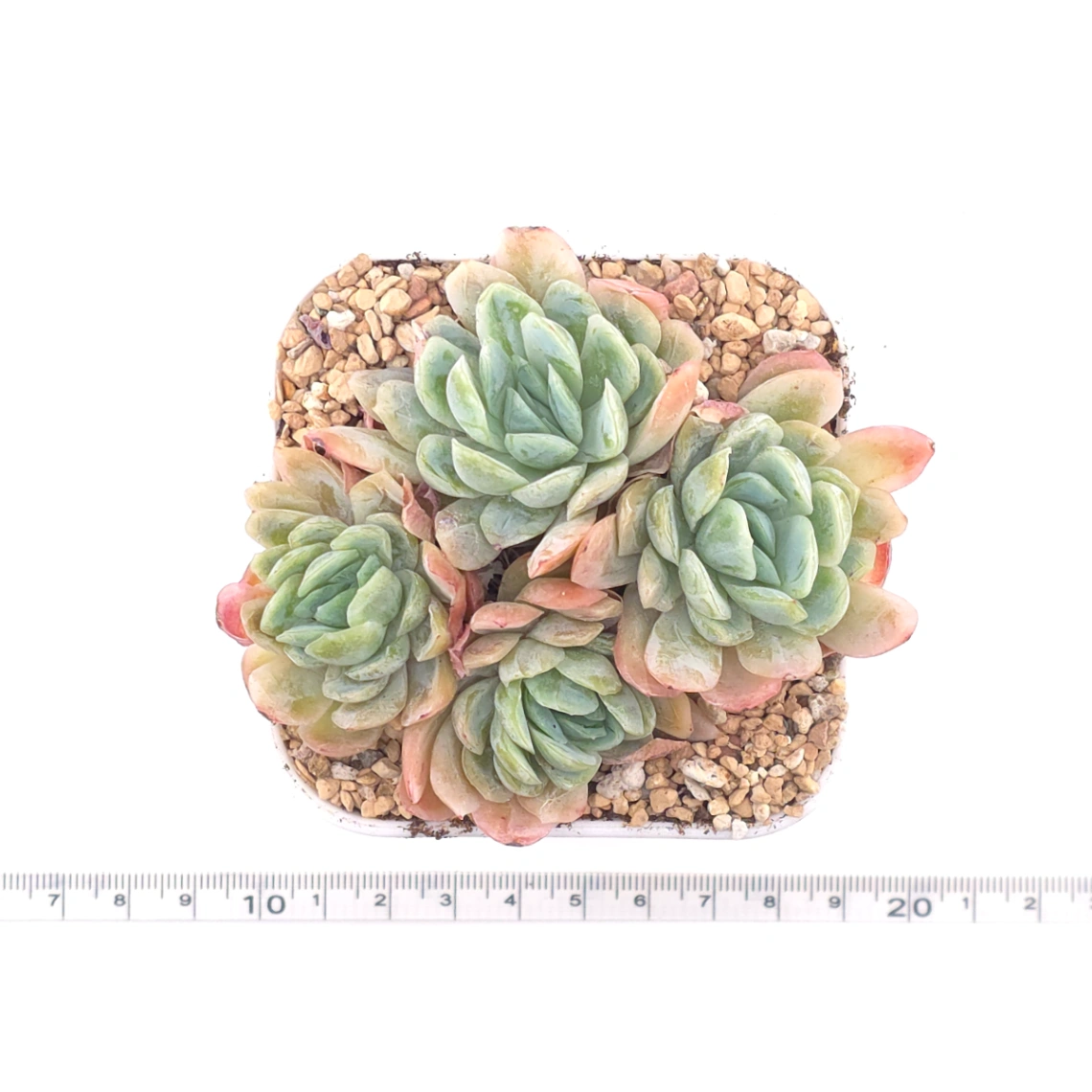 Echeveria 'Raspberry Ice' | 冰梅 thumbnail 4