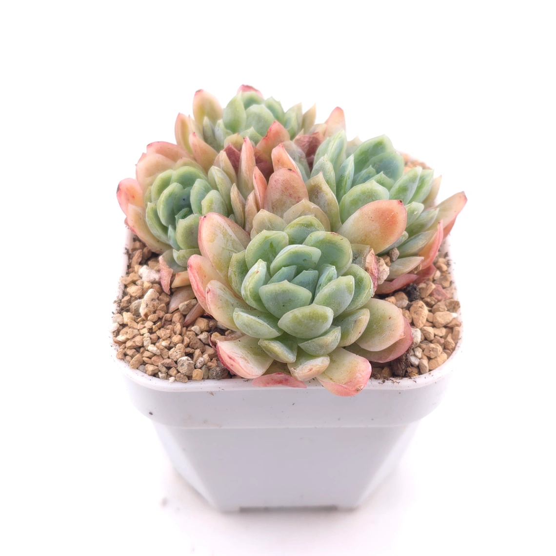 Echeveria 'Raspberry Ice' | 冰梅 thumbnail 2