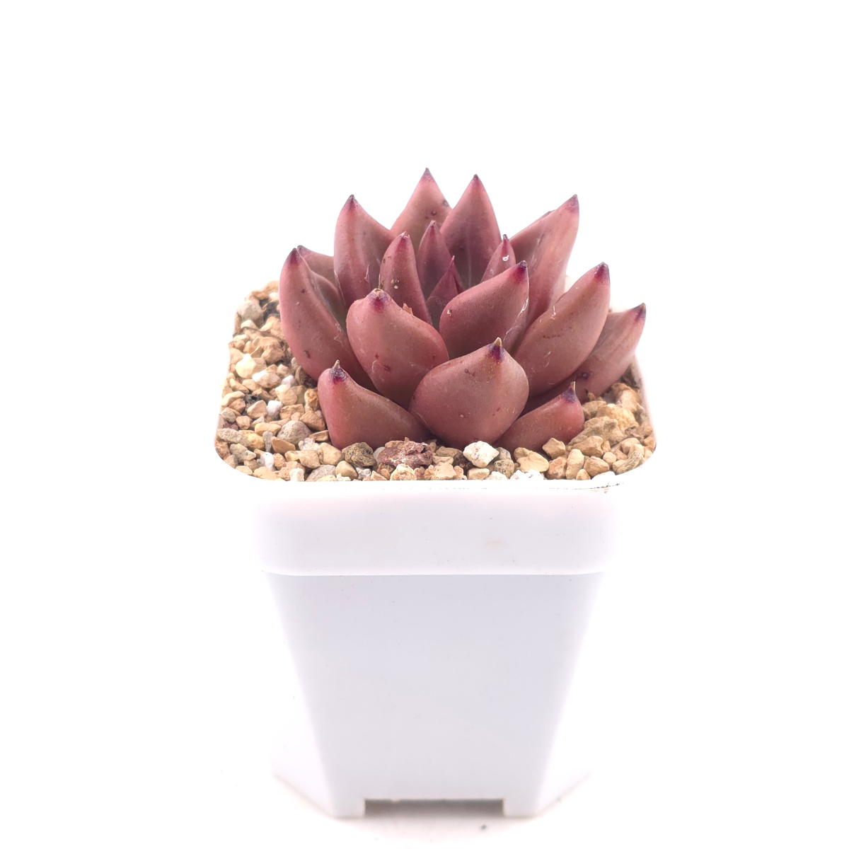 Echeveria 'Red Soul' | 紅魂 thumbnail 3
