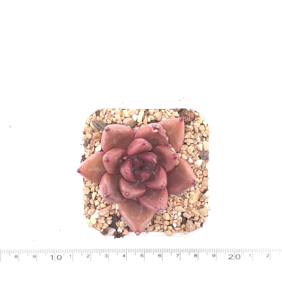 Echeveria 'Red Soul' | 紅魂 thumbnail 4