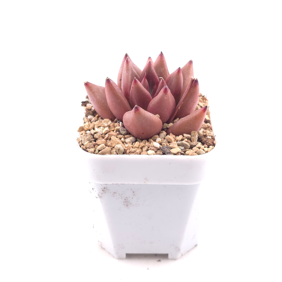 Echeveria 'Red Soul' | 紅魂 thumbnail 3