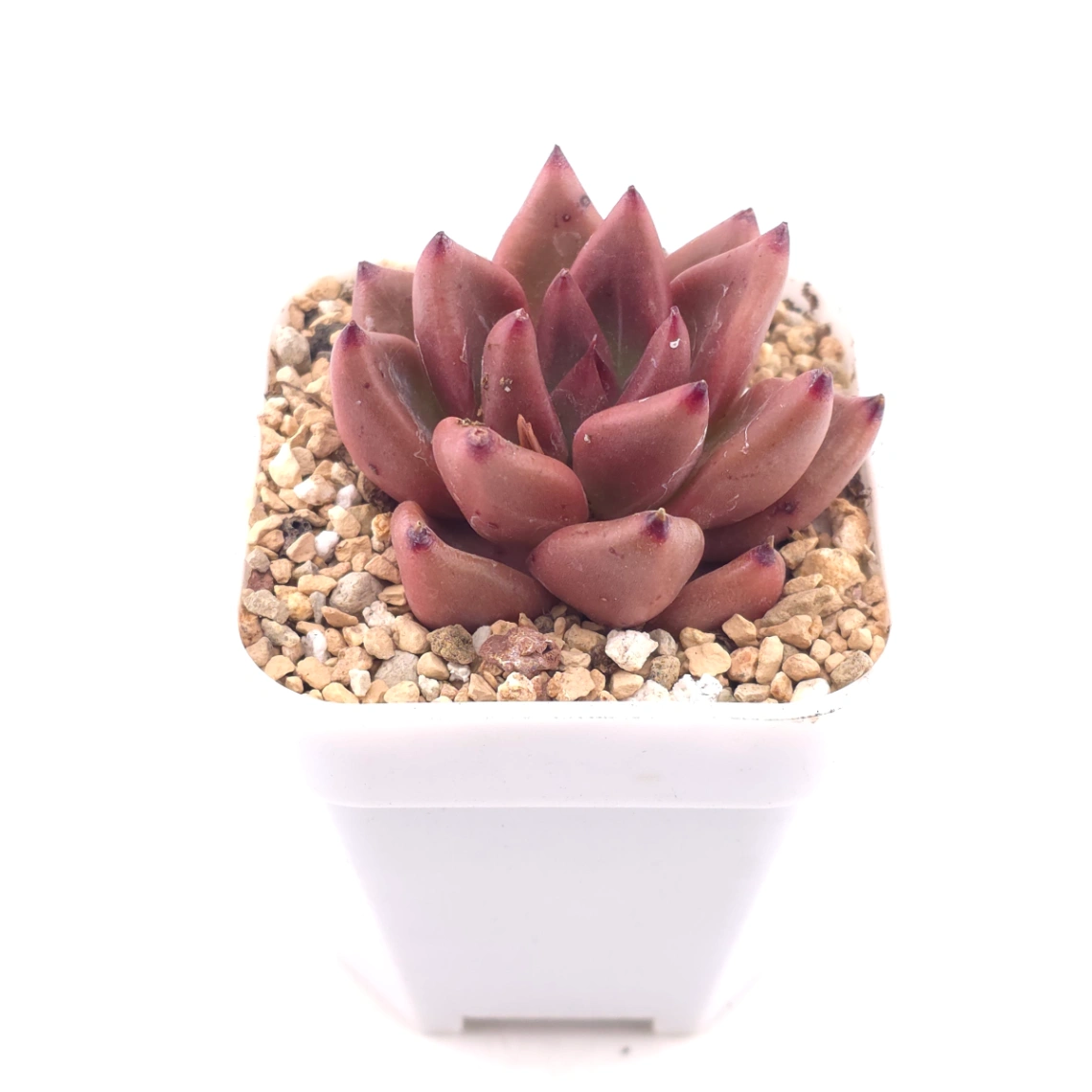 Echeveria 'Red Soul' | 紅魂 thumbnail 2