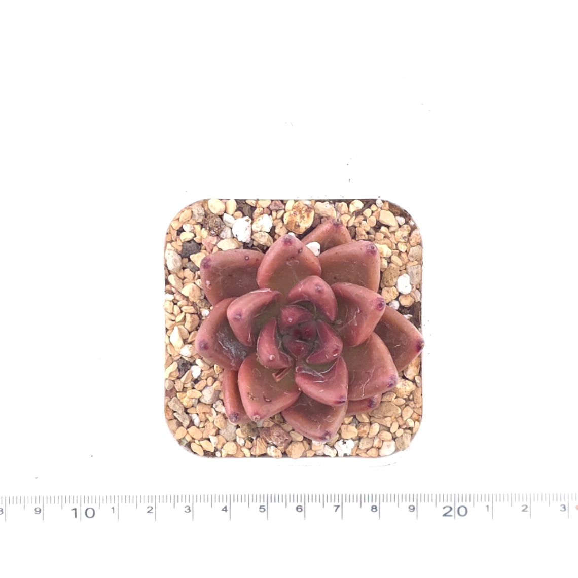 Echeveria 'Red Soul' | 紅魂 thumbnail 4