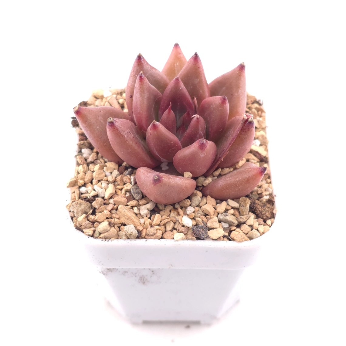 Echeveria 'Red Soul' | 紅魂 thumbnail 2
