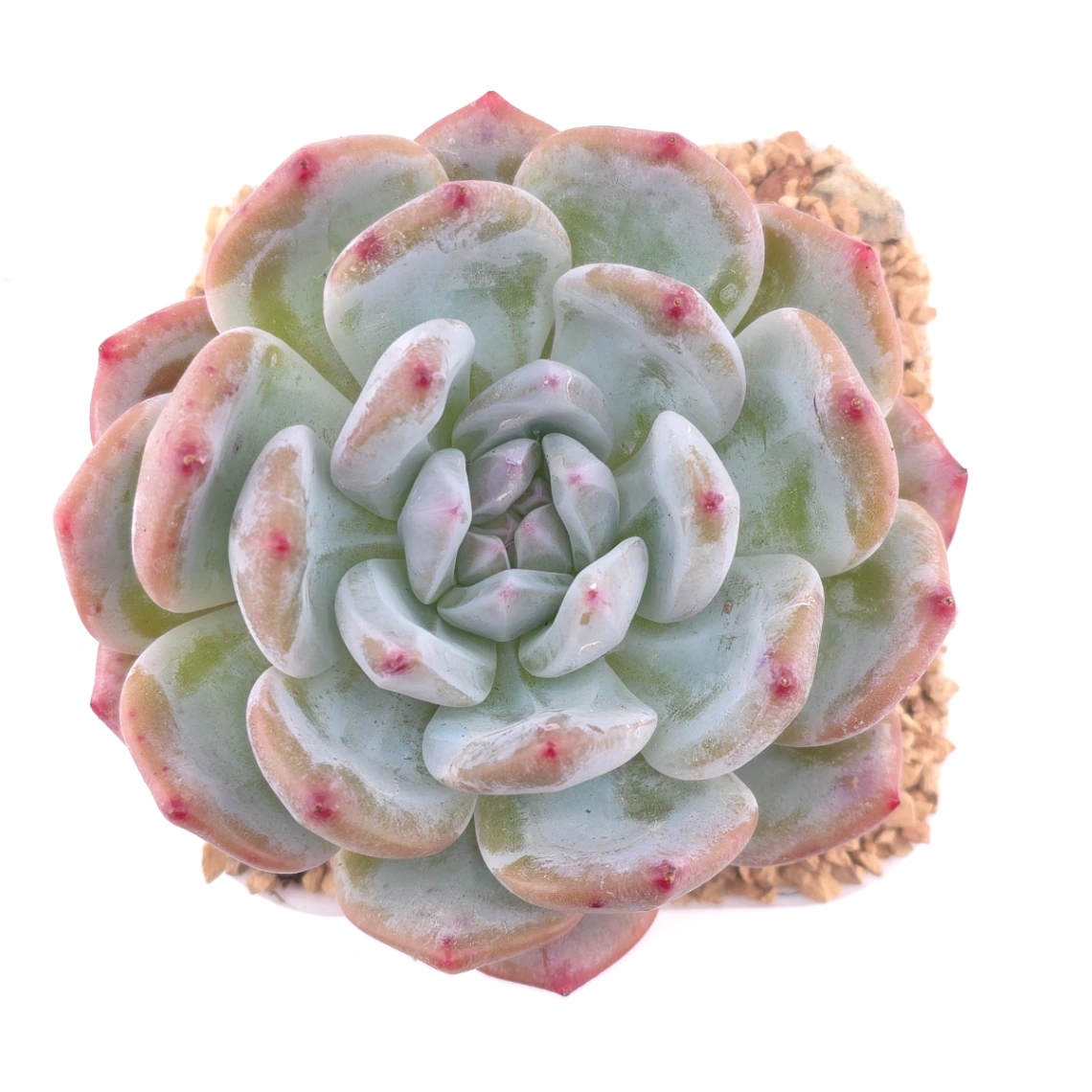Echeveria ‘Sugar Heart Snow Angel' | 糖心雪天使 - View 1