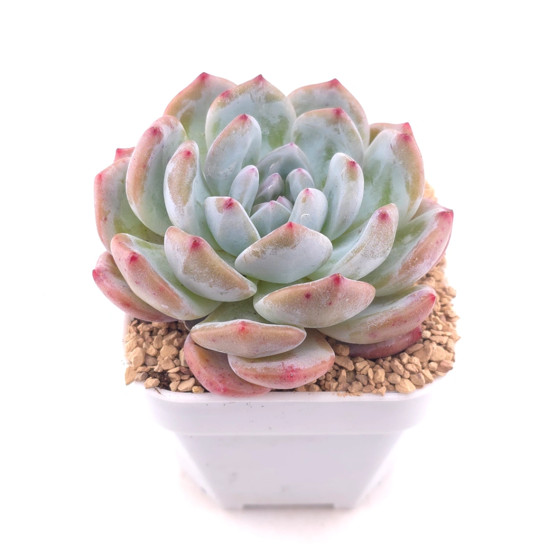Echeveria ‘Sugar Heart Snow Angel' | 糖心雪天使 thumbnail 2