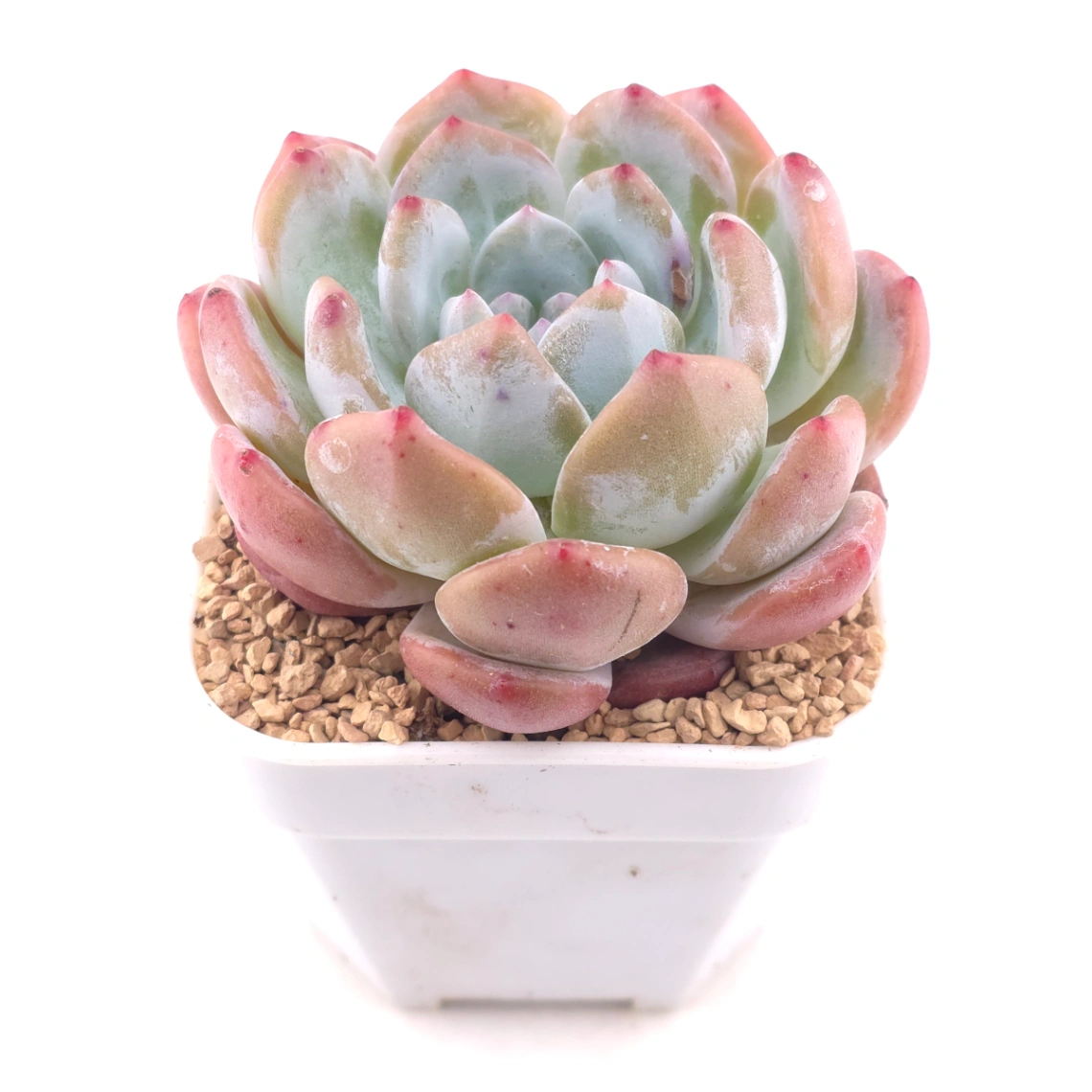 Echeveria ‘Sugar Heart Snow Angel' | 糖心雪天使 thumbnail 2