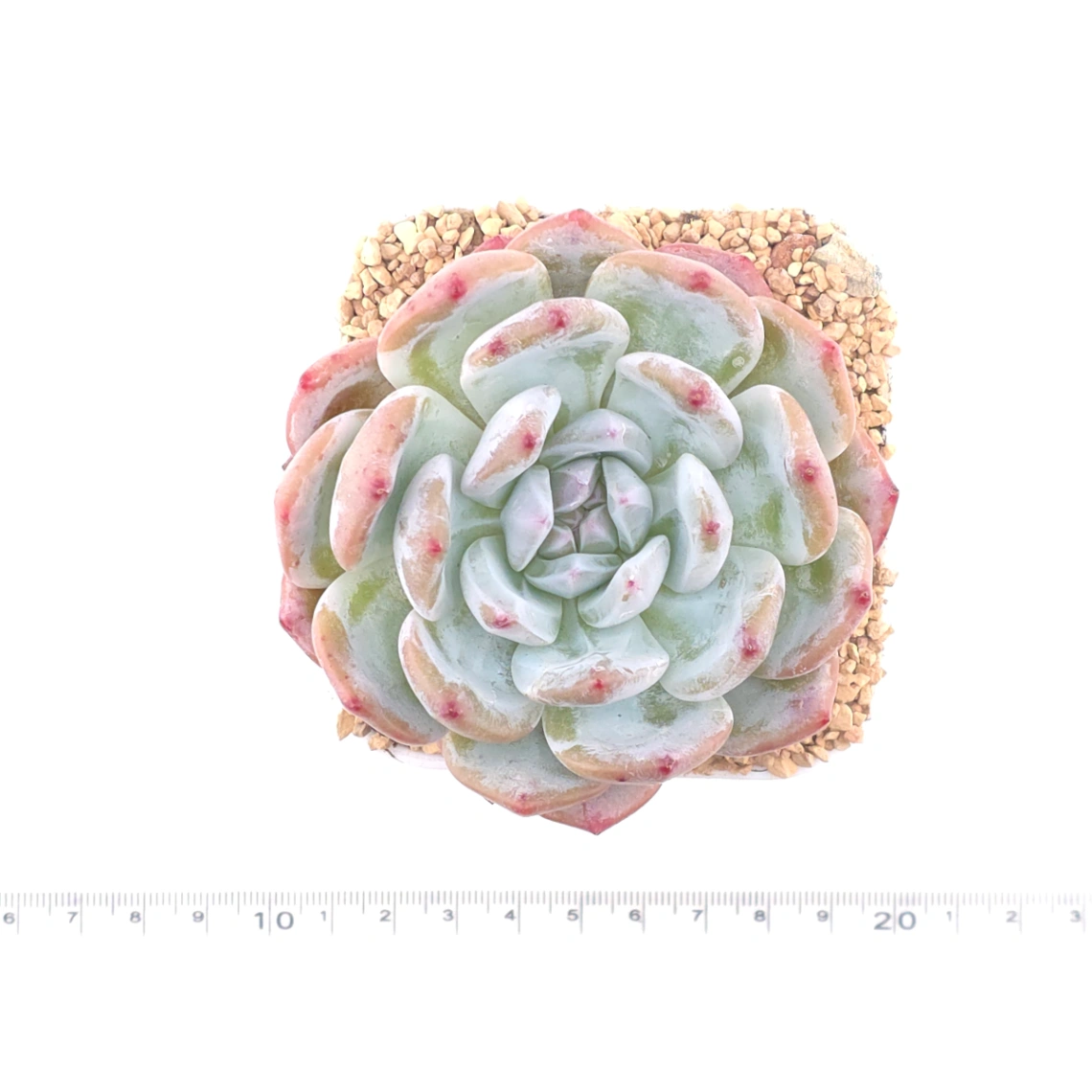 Echeveria ‘Sugar Heart Snow Angel' | 糖心雪天使 thumbnail 4