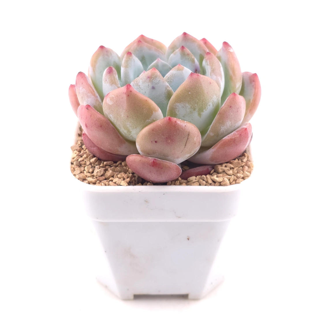 Echeveria ‘Sugar Heart Snow Angel' | 糖心雪天使 thumbnail 3