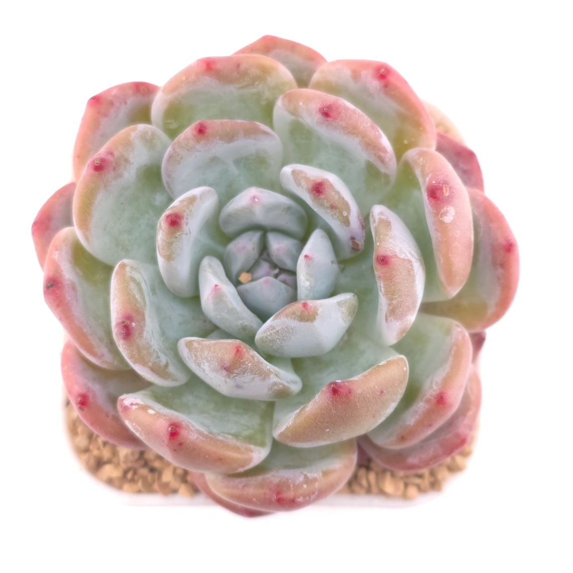 Echeveria ‘Sugar Heart Snow Angel' | 糖心雪天使 - View 1