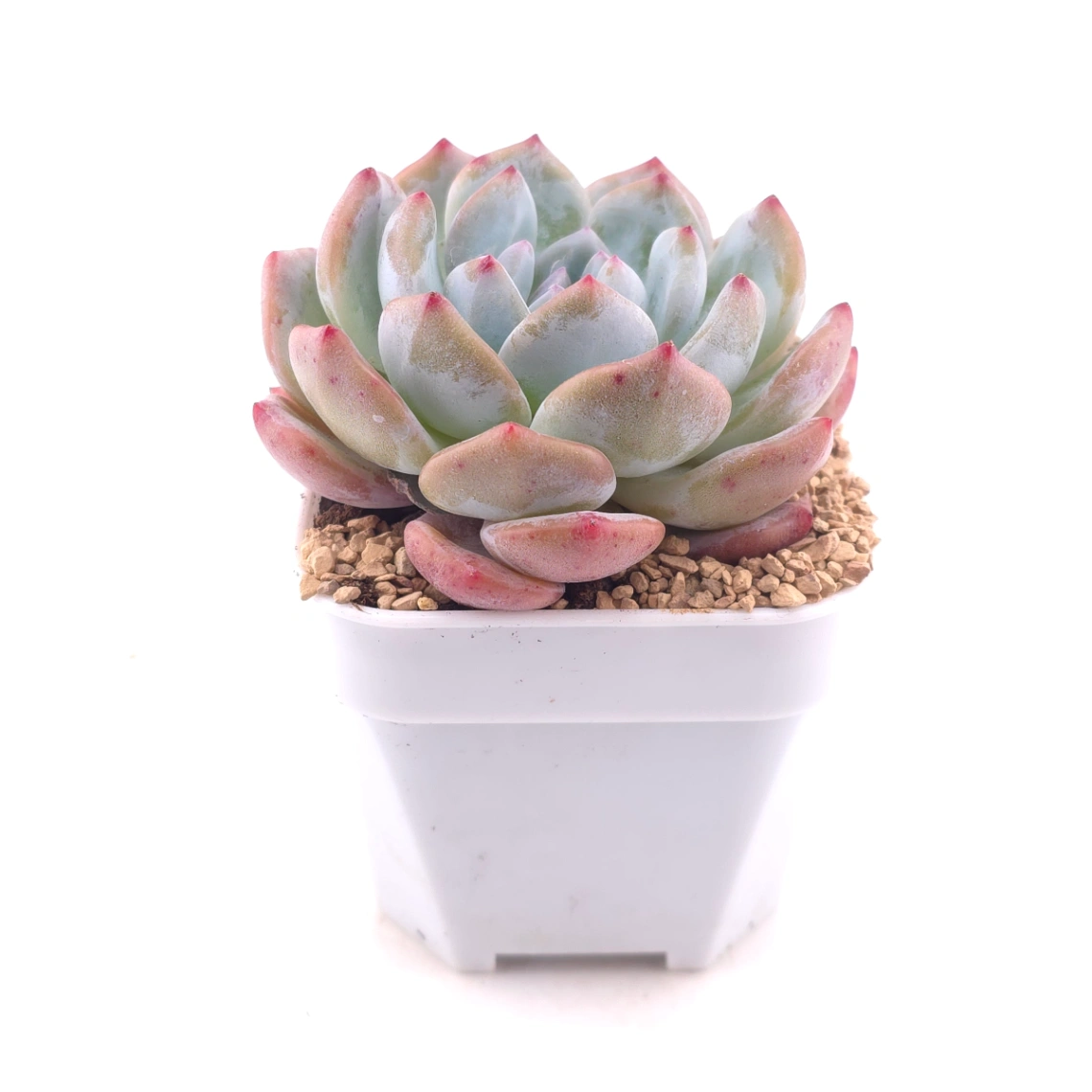 Echeveria ‘Sugar Heart Snow Angel' | 糖心雪天使 thumbnail 3