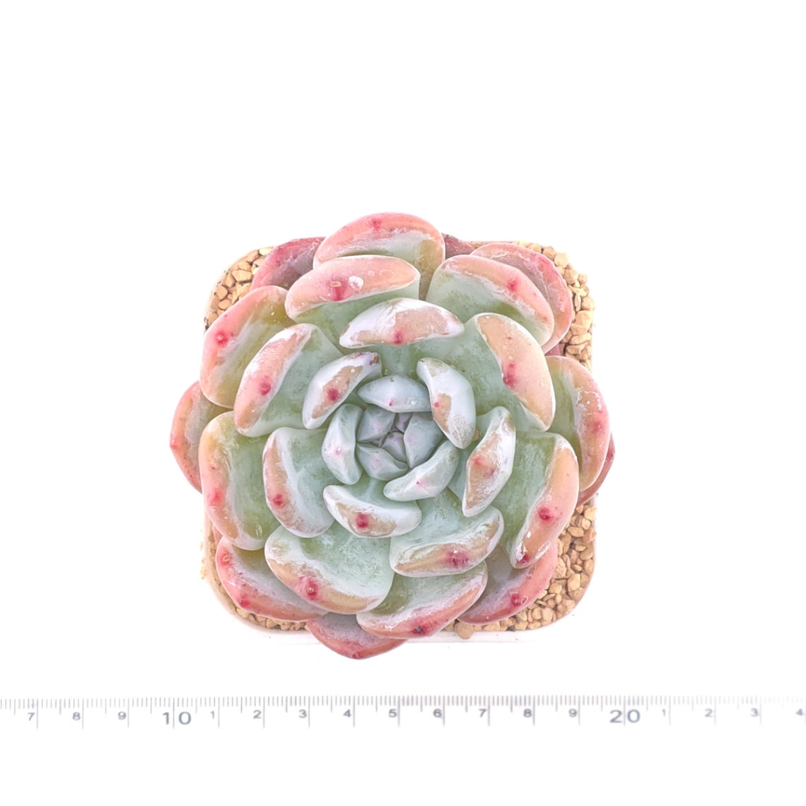 Echeveria ‘Sugar Heart Snow Angel' | 糖心雪天使 thumbnail 4