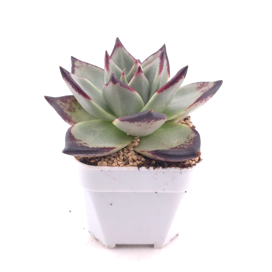 Echeveria 'The Devil' | 紅魔鬼 thumbnail 3