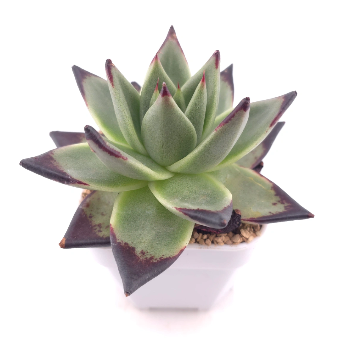 Echeveria 'The Devil' | 紅魔鬼 thumbnail 2