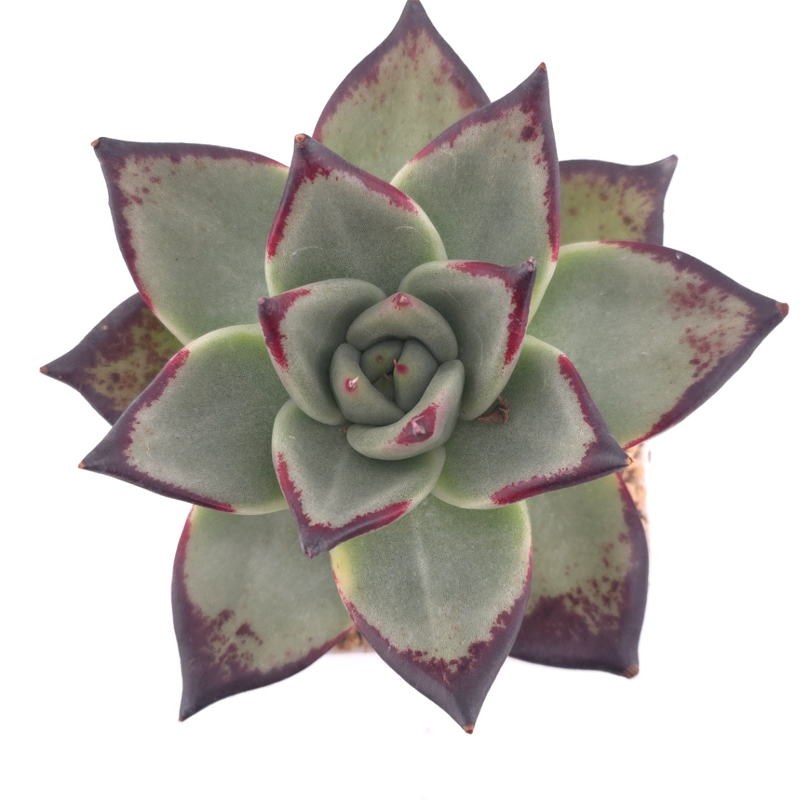 Echeveria 'The Devil' | 紅魔鬼 - View 1