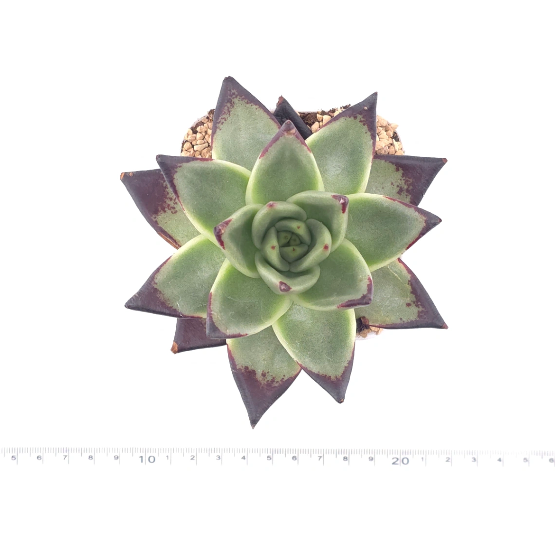 Echeveria 'The Devil' | 紅魔鬼 thumbnail 4