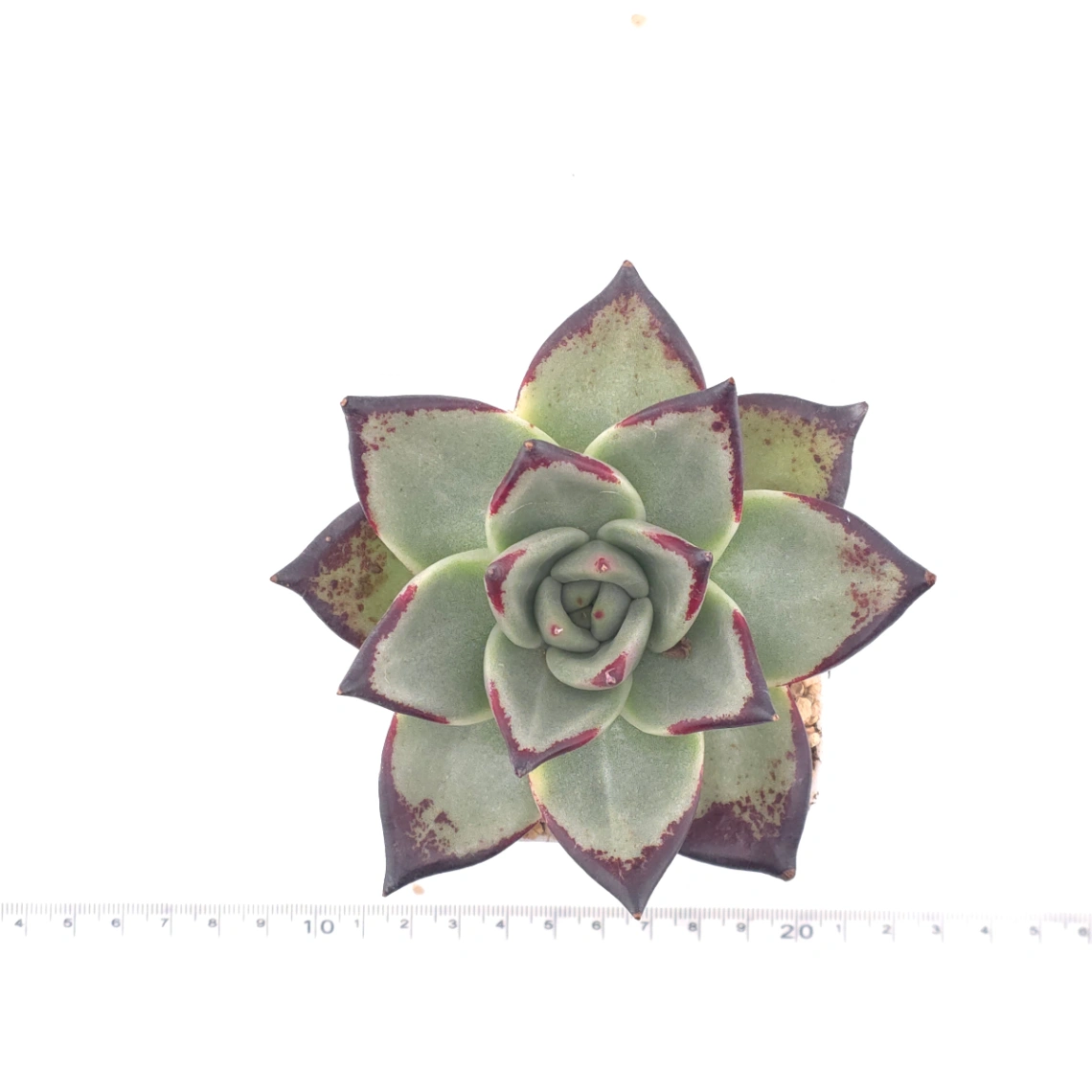 Echeveria 'The Devil' | 紅魔鬼 thumbnail 4