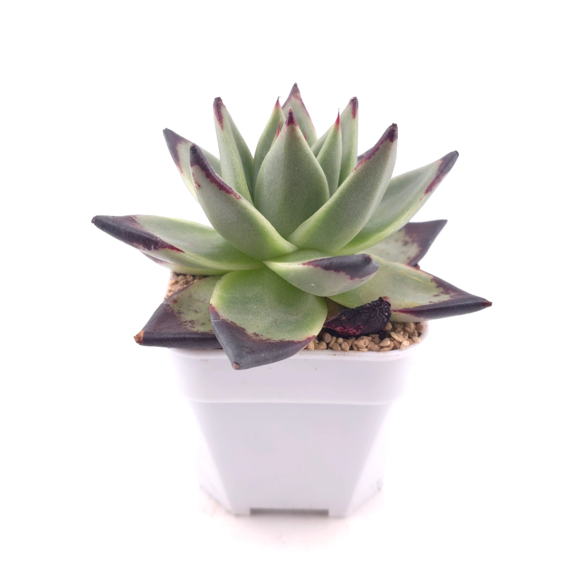 Echeveria 'The Devil' | 紅魔鬼 thumbnail 3