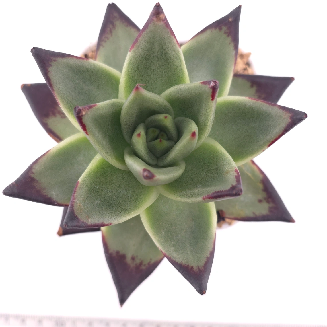 Echeveria 'The Devil' | 紅魔鬼 - View 1