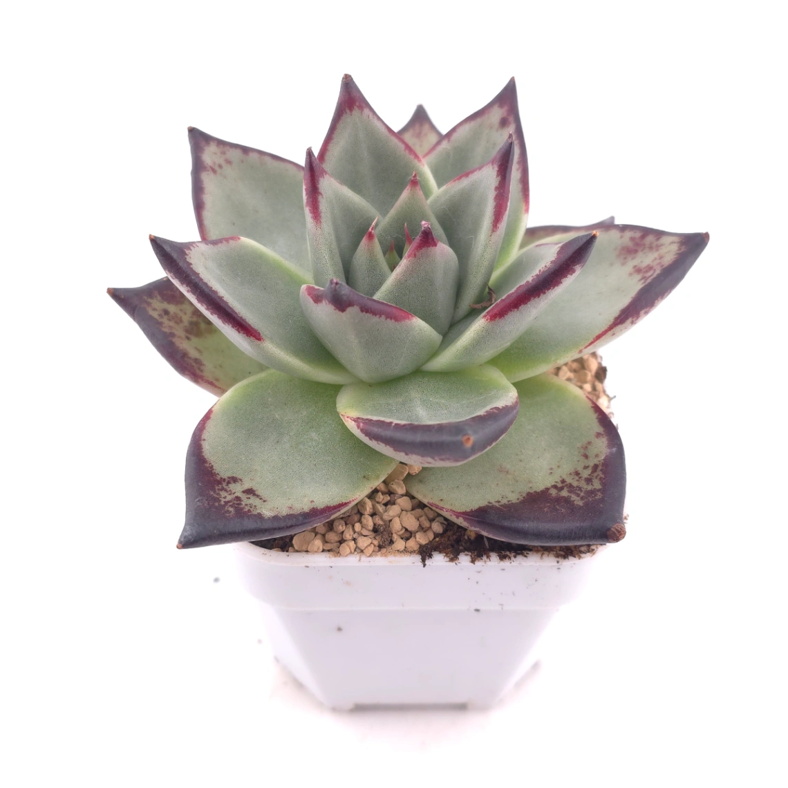 Echeveria 'The Devil' | 紅魔鬼 thumbnail 2