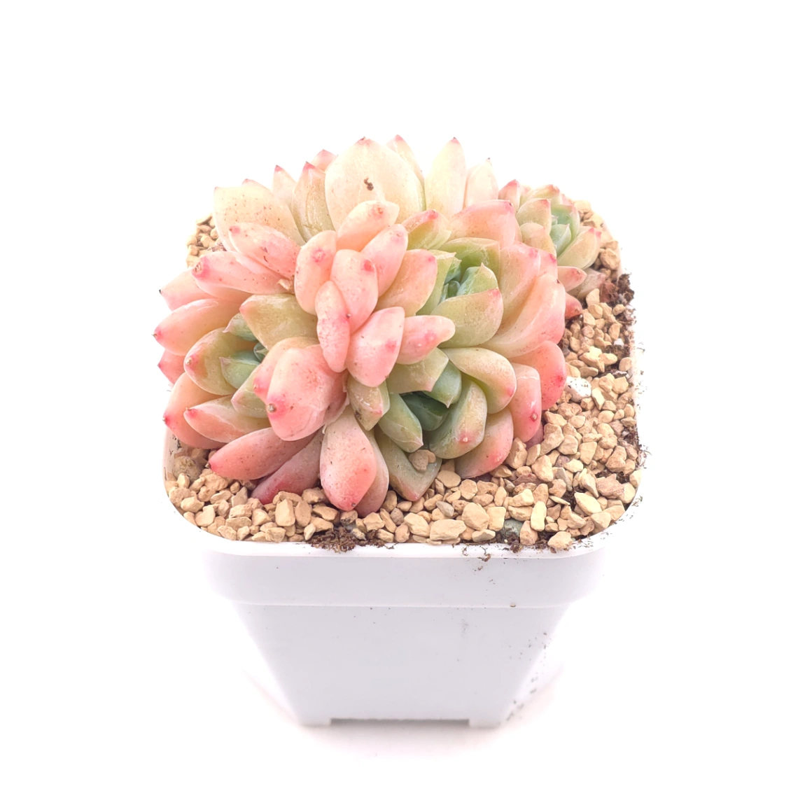 Echeveria 'White Diamond' | 白鑽石 thumbnail 2