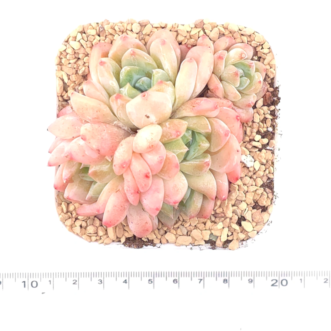 Echeveria 'White Diamond' | 白鑽石 thumbnail 4