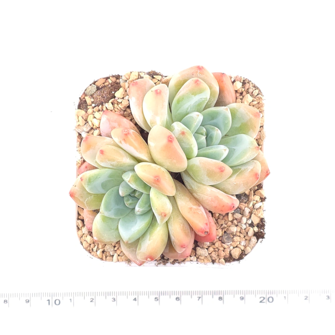 Echeveria 'White Diamond' | 白鑽石 thumbnail 4
