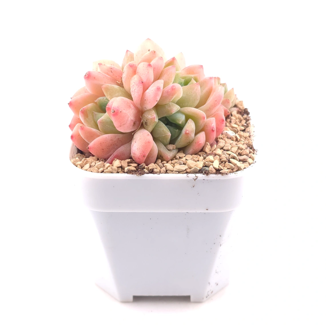 Echeveria 'White Diamond' | 白鑽石 thumbnail 3