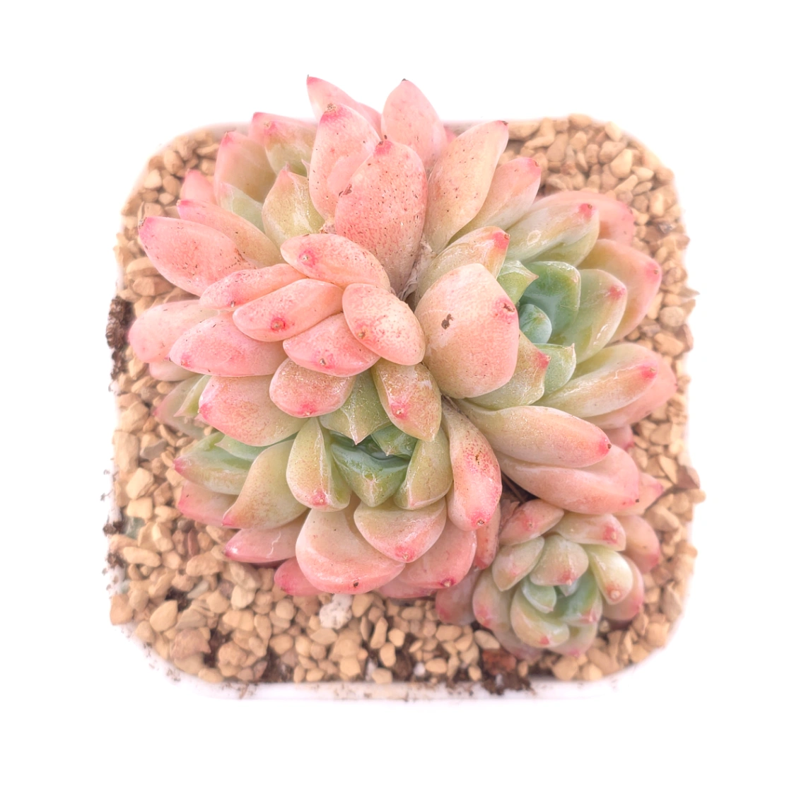 Echeveria 'White Diamond' | 白鑽石 - View 1