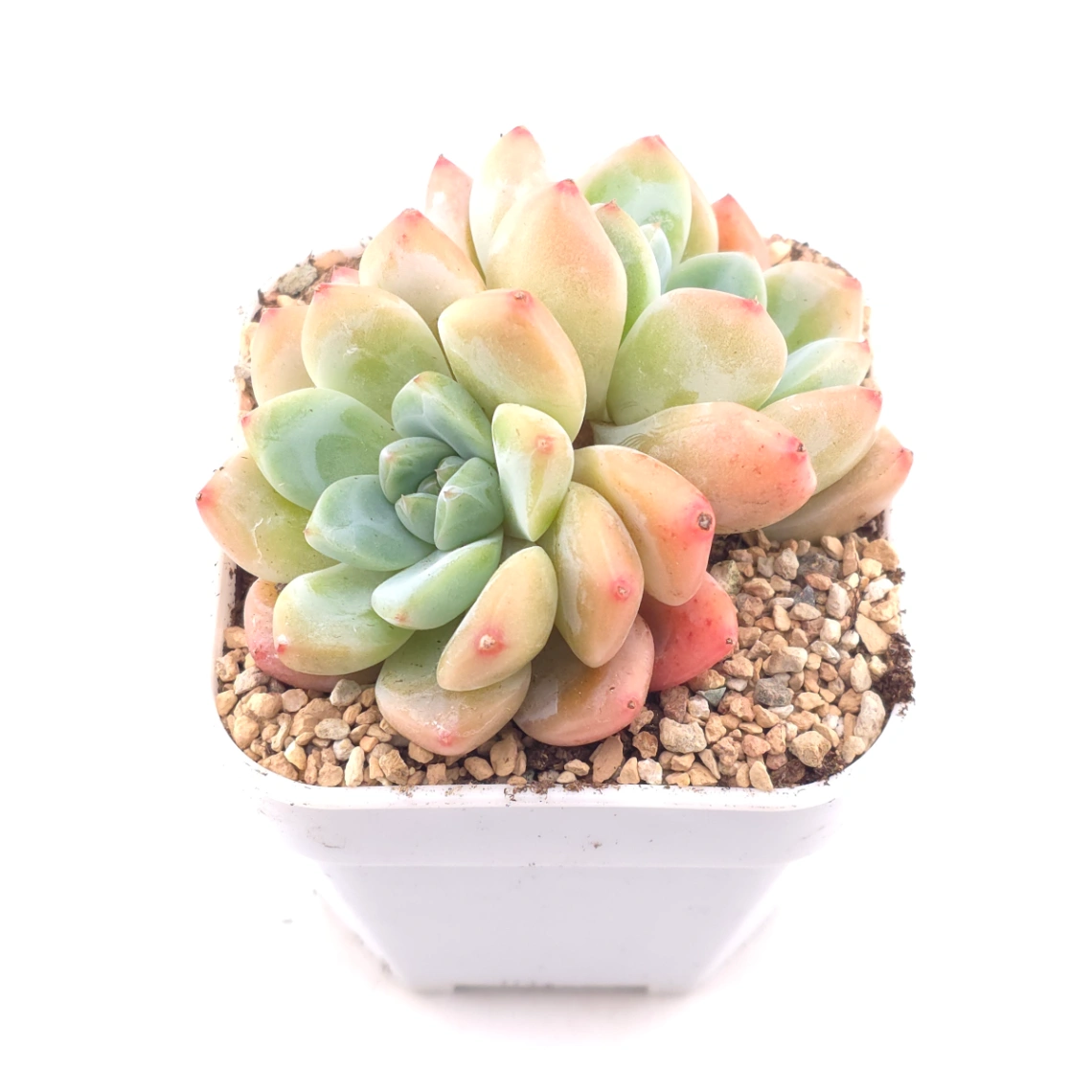 Echeveria 'White Diamond' | 白鑽石 thumbnail 2
