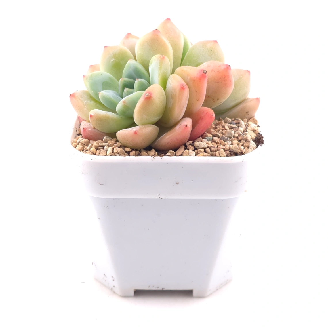 Echeveria 'White Diamond' | 白鑽石 thumbnail 3
