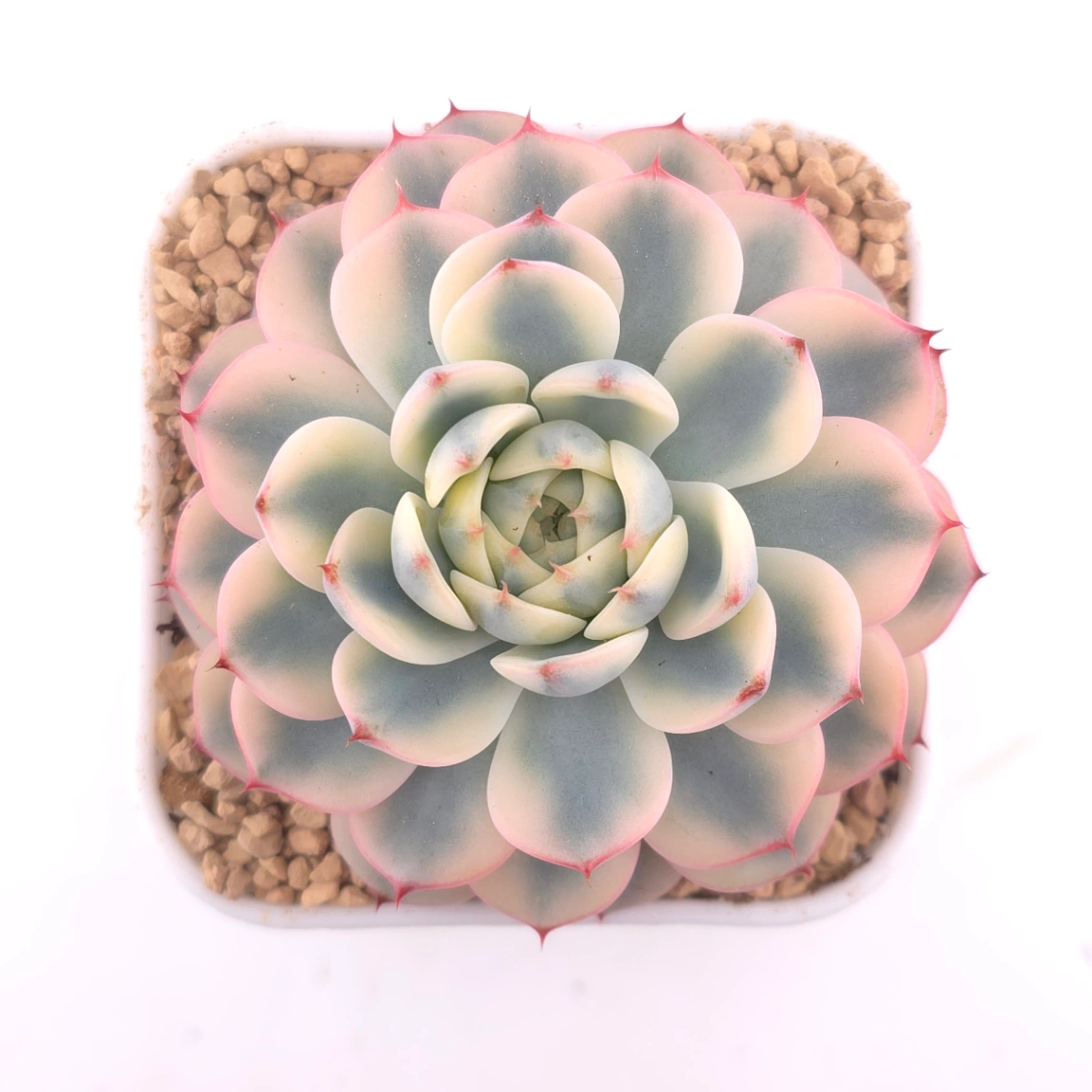 Echeveria ‘White Minima’ variegated | 白姬蓮錦 - View 1