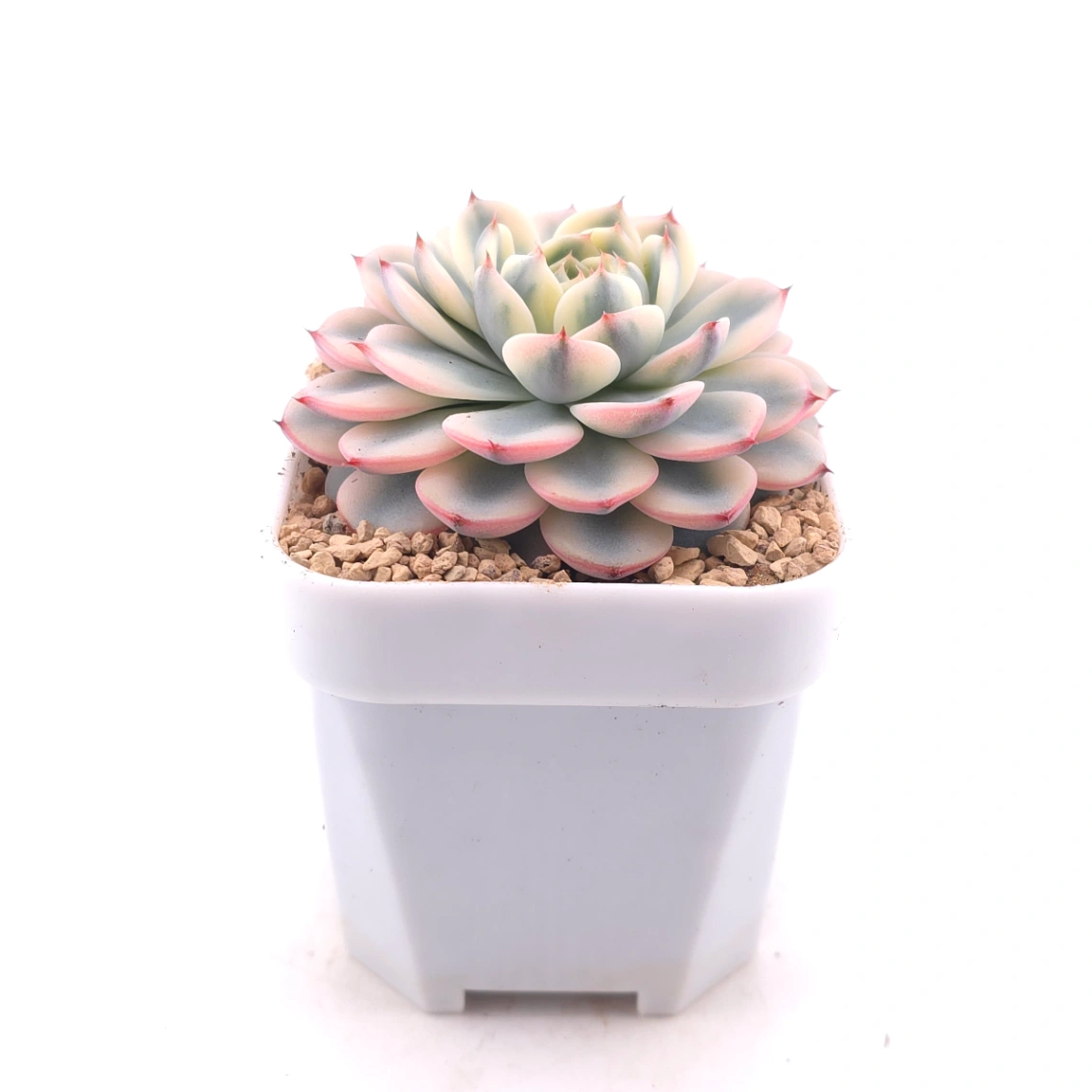 Echeveria ‘White Minima’ variegated | 白姬蓮錦 thumbnail 3